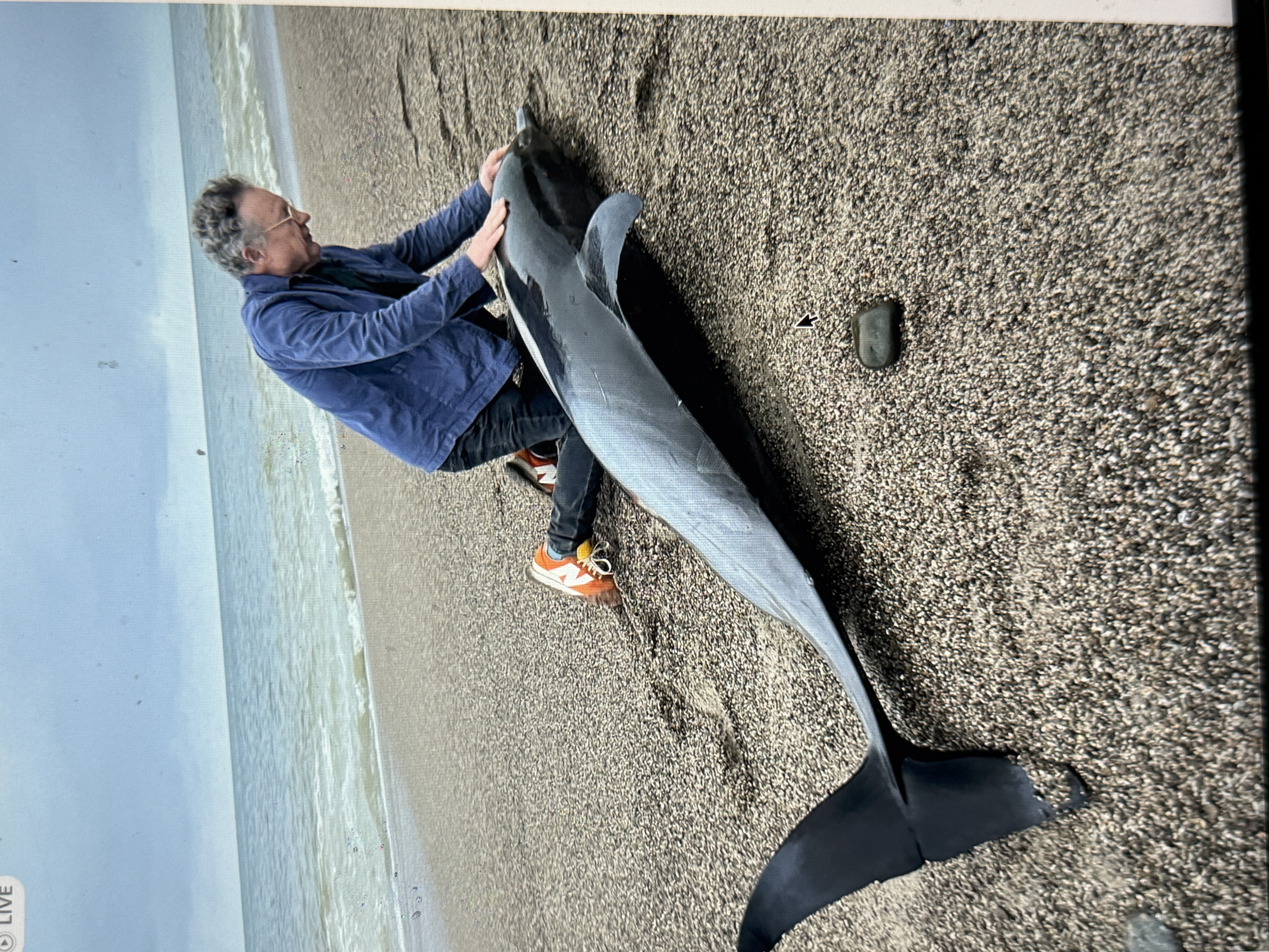 Mike Malak with a beached dolphin along the coastline