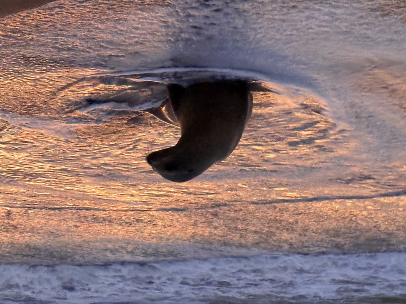 A rescued seal along the coastline at sunset